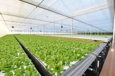 年產19茬蔬菜的工廠到底有多“恐怖”？全面揭秘京東植物工廠