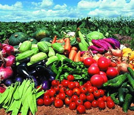 福永、沙井及深圳地區的農產品與綠植服務概覽 蔬菜配送、批發與苗木供應